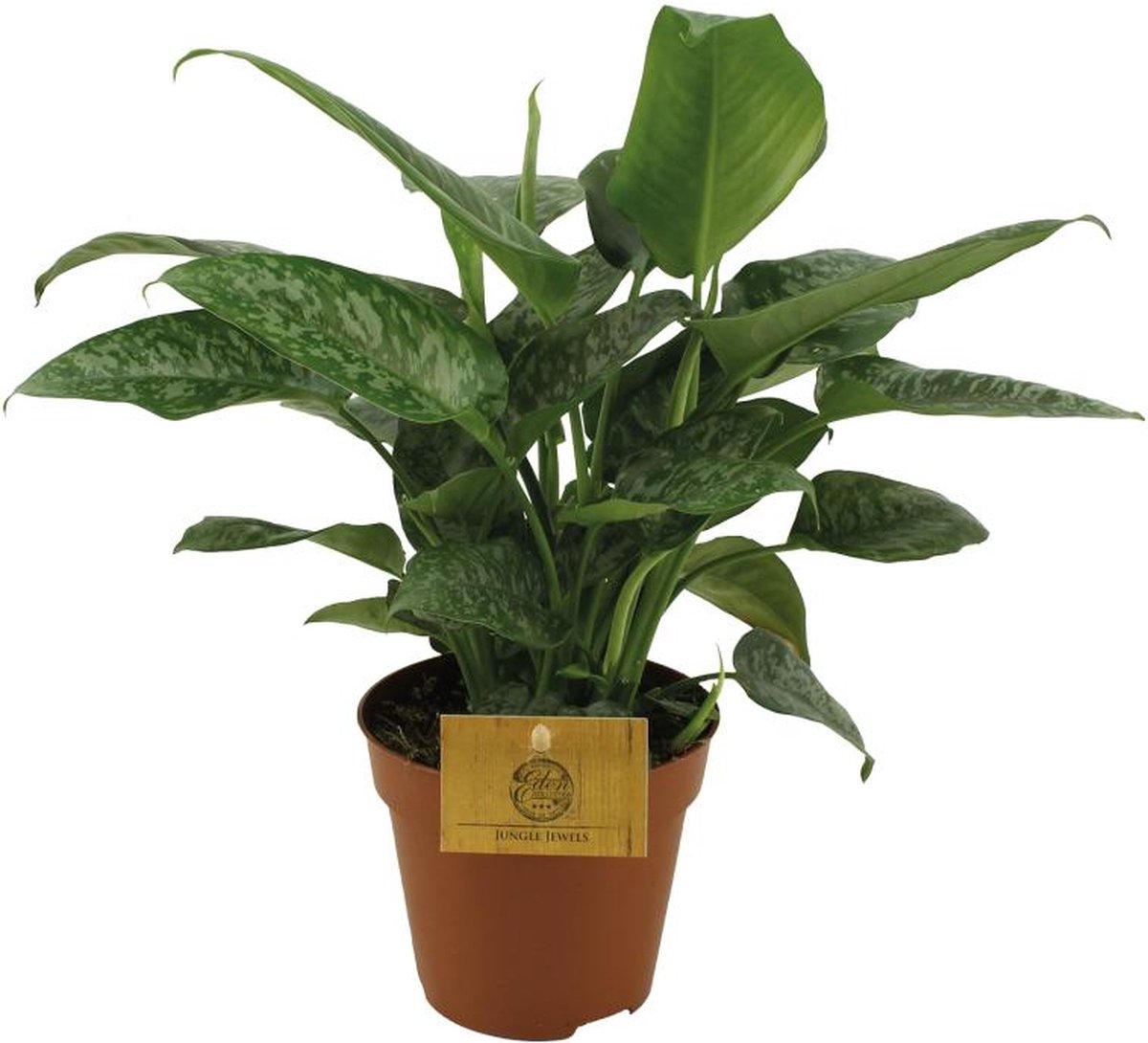 BOTANICLY Groene plant – Schismatoglottis Scortechinii (Schismatoglottis Scortechinii) – Hoogte: 30 cm – van