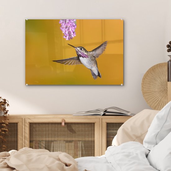 Un colibri calliope sur fond jaune Plexiglas 60x40 cm - Tirage photo sur Glas (Décoration murale plexiglas)