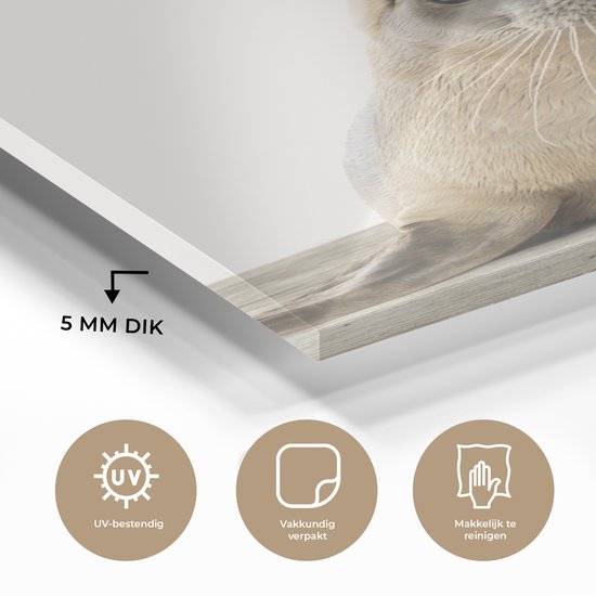 MuchoWow® Peinture sur verre 60x90 cm - Peinture sur verre acrylique - Sceau - Animaux - Enfant - Garçons - Filles - Enfants - Photo sur verre - Peintures