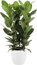 Kamerplant van Botanicly – Banyan incl. sierpot wit als set – Hoogte: 75 cm – Ficus benghalensis