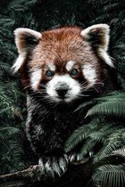 Kleine Rode Panda op Geborsteld Aluminium - WallCatcher | Staand 50 x 75 cm | Red Panda