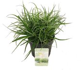 Hagen en struiken van Botanicly – Bromelia – Hoogte: 15 cm – Fascicularia Bicolor