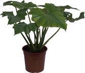 Kamerplant van Botanicly – Philodendron Cordatum – Hoogte: 65 cm