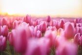 Schilderij - Roze tulpen,  2 maten, Premium print