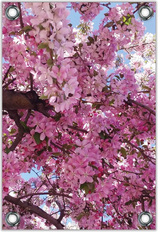 –Roze Bloesem Boom– 100x150 Foto Tuinposter (wanddecoratie voor buiten... bol.com