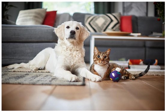 Een witte golden retriever en een cyperse kat liggen op een kleed met een bal.