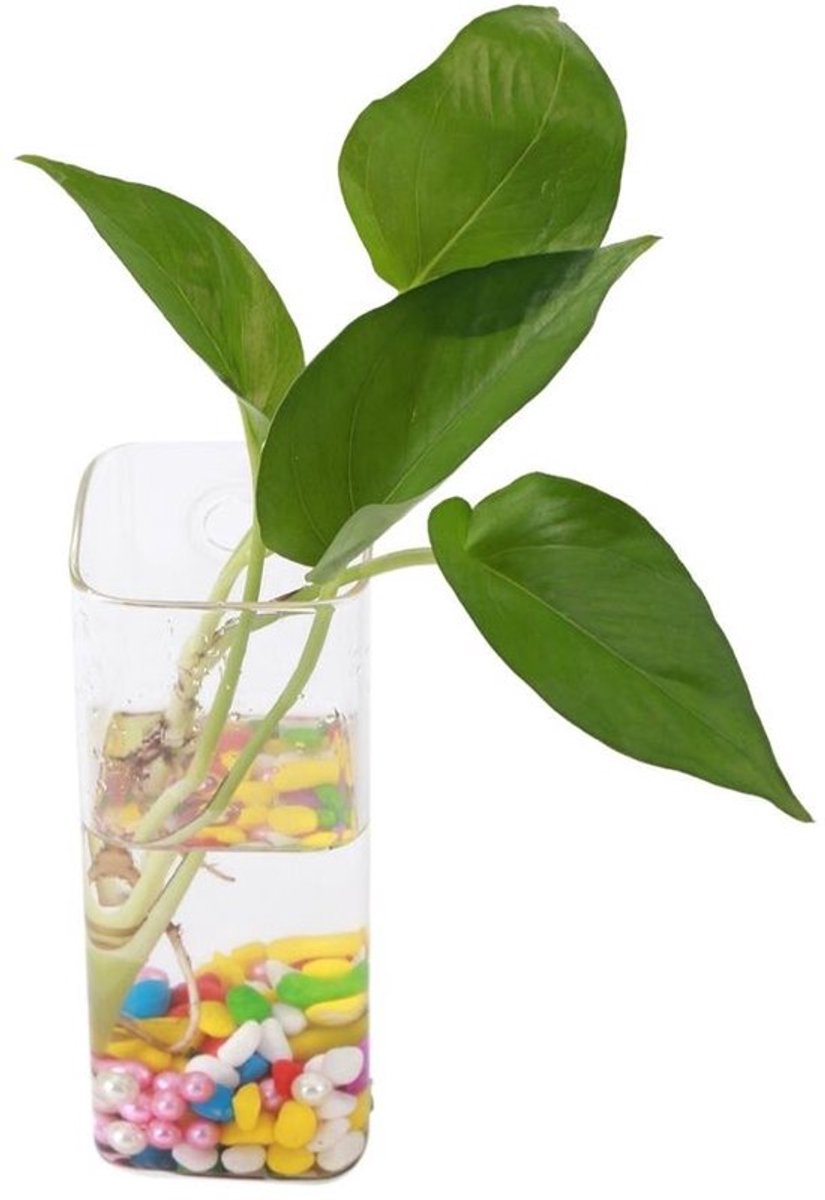 Dailygoody - Hydrocultuur Container - Hangende Glazen Vazen