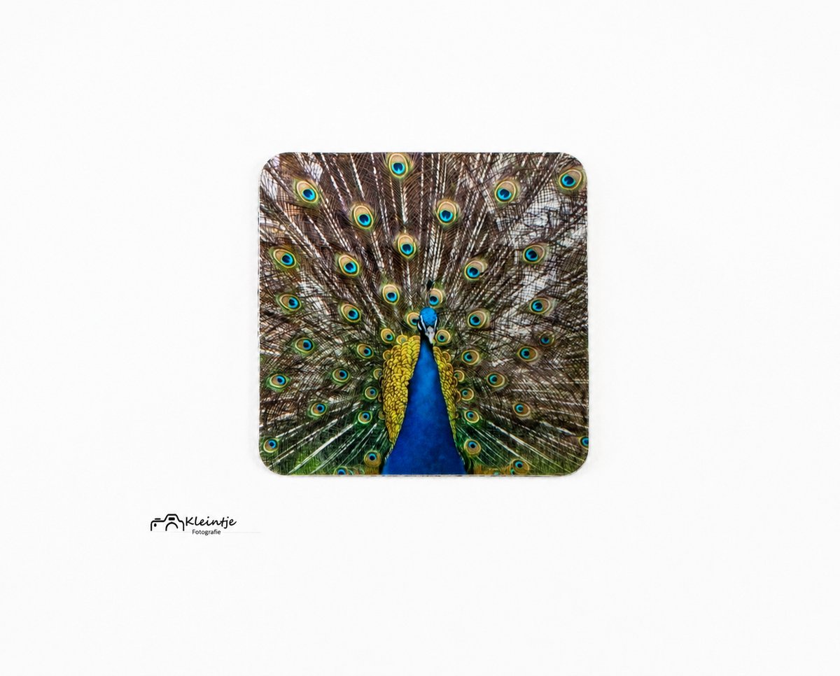 Magneet Pauw – Kleurrijke dierenfoto | Kleintje Fotografie