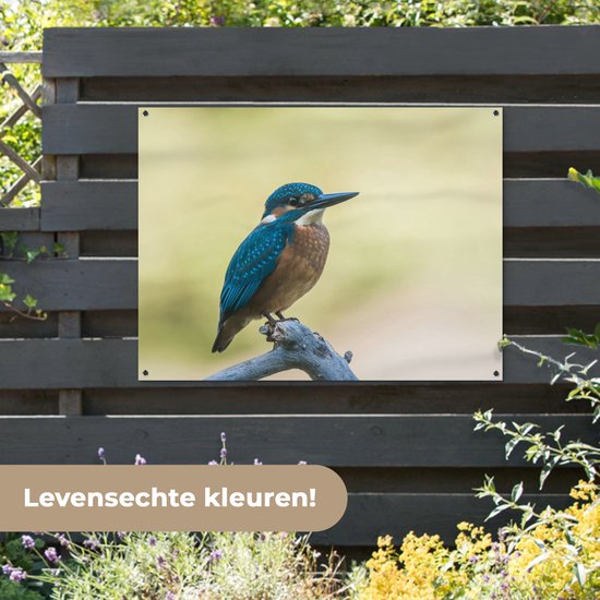 Affiche de Jardin Martin-pêcheur - Branche - Vogel - 200x200 cm - Toile de jardin