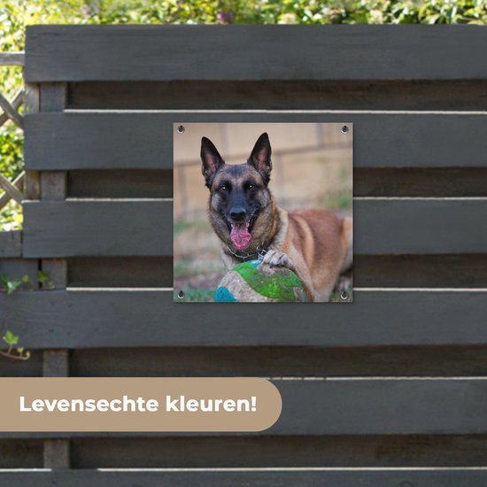 Tuinposter 50x50 cm - Tuindecoratie Mechelse herder die de bal met haar poot beet houdt - Poster voor in de tuin - Buiten decoratie - Schutting tuinschilderij - Tuindoek muurdecoratie - Wanddecoratie balkondoek