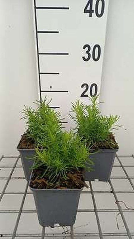 6x Heiligenbloem - Santolina rosm. 'Lemon Fizz' | 9x9 cm pot