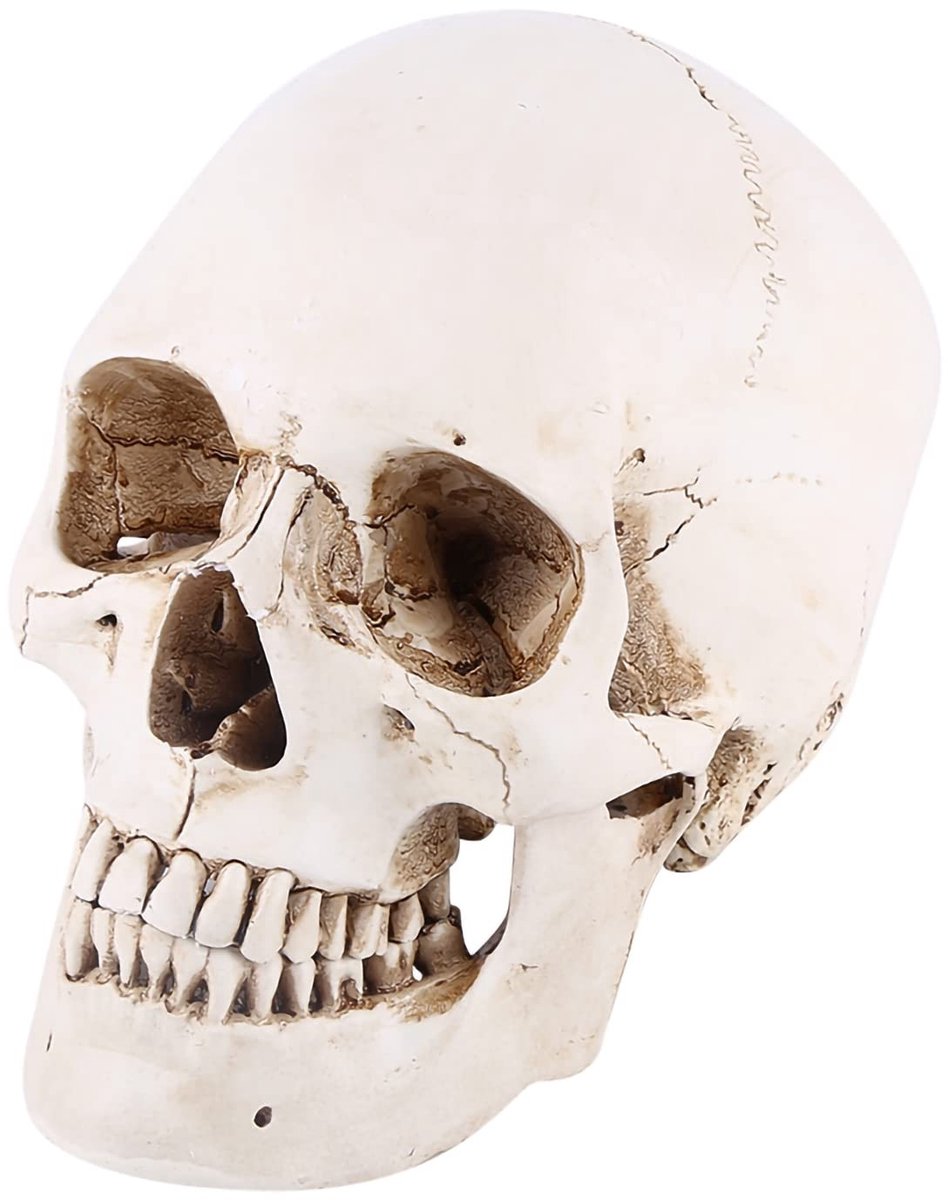 Dailygoods - Menselijke Schedel Model in Witte Hars - Decoratie voor Halloween en Levensechte Tekening