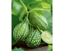 5 sets - Muismeloen Zaden Melothria Scabra Eenjarig Cucamelon