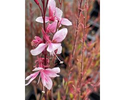 6x Galium - Gaura lindh. 'Cherry Brandy' | 9x9 cm pot