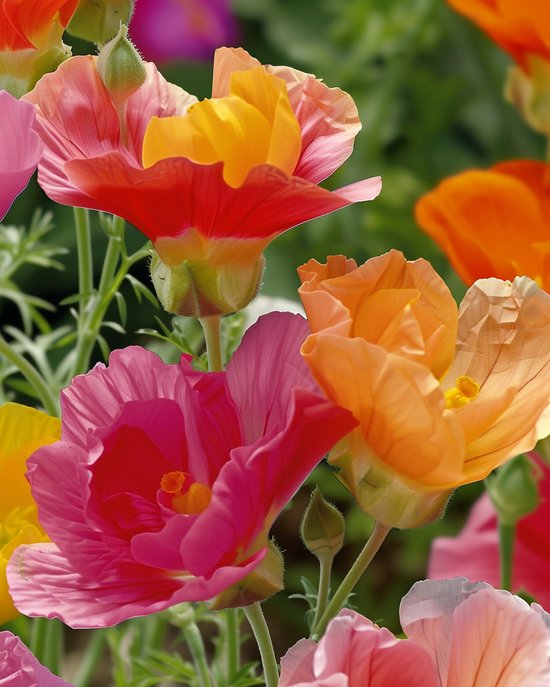 Papaver Zaden Slaapmutsje Thai Silk Gemengd Eenjarig Eschscholzia Californica
