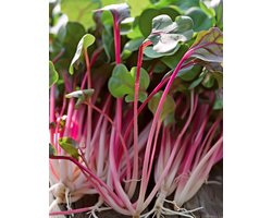 Radijs Daikon Red Zaden Raphanus Sativus Microgreens Eenjarig