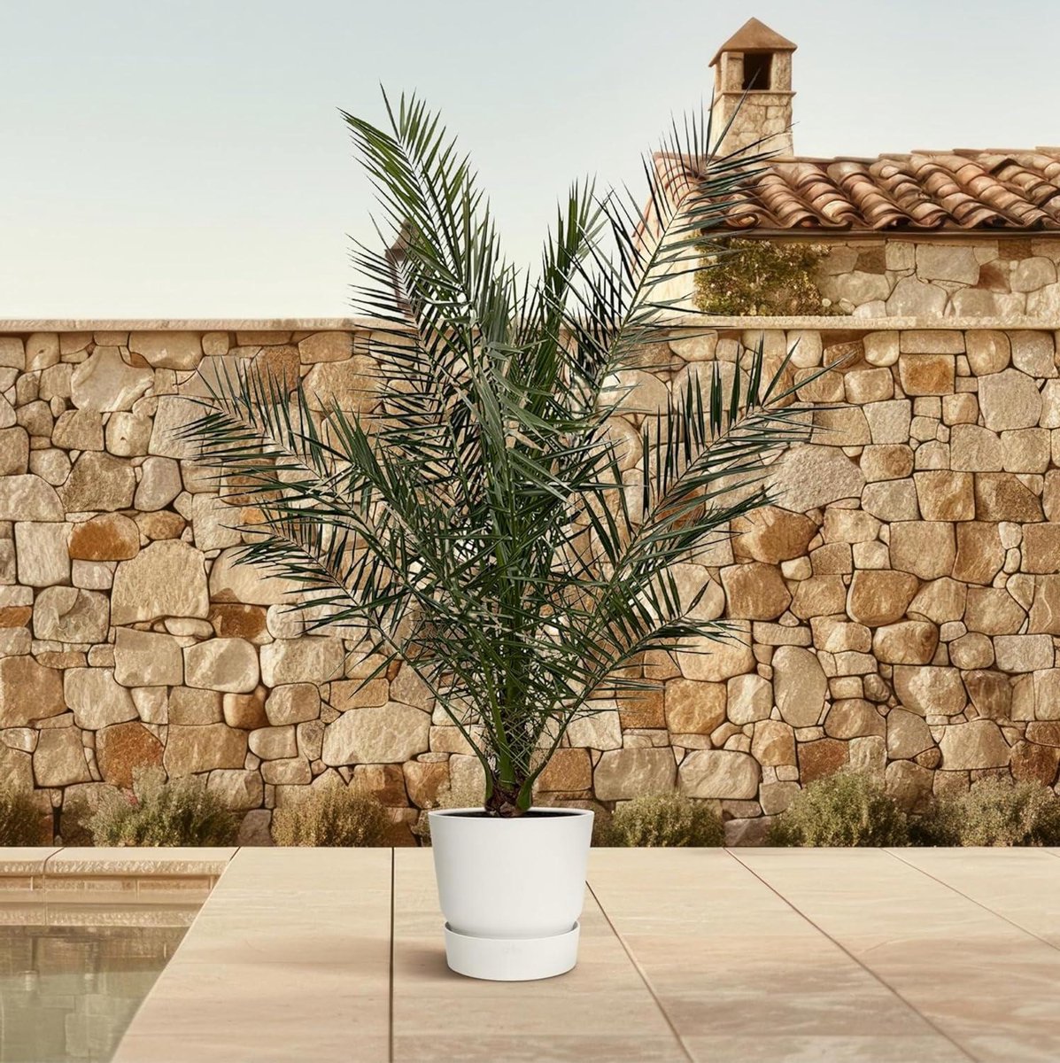 Canary Date Palm - Phoenix Canariensis - Terras Decoratie - Mediterrane Sfeer - 180 cm hoo