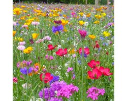 Buzzy Gemengde Wilde Bloemen Zaden Voor Zeker 125m2