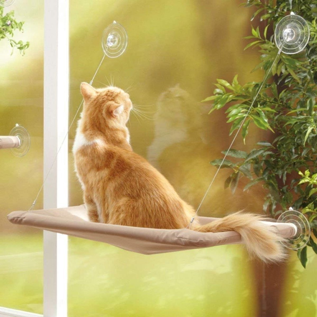 Zonnescherm voor Katten: Hangende Kattenbed met Zuignappen, Comfortabele en Duurzame Kattenhangmat (55 x 32cm) voor Binnen en Buiten