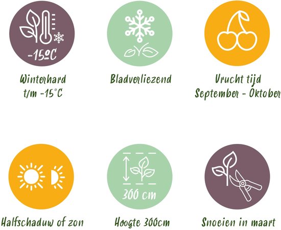 Iconen: winterhard tot -15°C, bladverliezend, oogst van sept-okt, halfschaduw/zon, hoogte 3m, snoeien in maart.