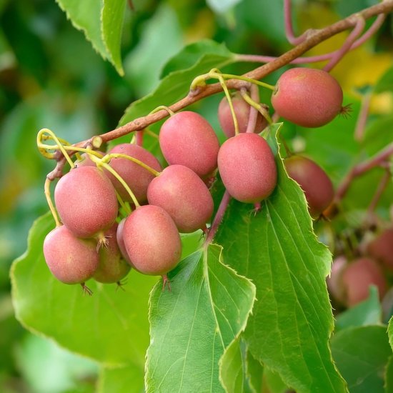 Vrouwelijke Actinidia arguta Weiki plant met rode, paarse vruchtjes aan een tak met groene bladeren.