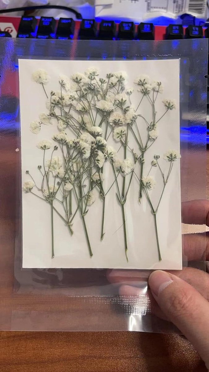 Gedroogde Gypsophila Bloemen - Mini Bloemen Boeket - Huis Decoratie - Natuurlijke Miniatuur Bloemen - 5-9 CM - Wit