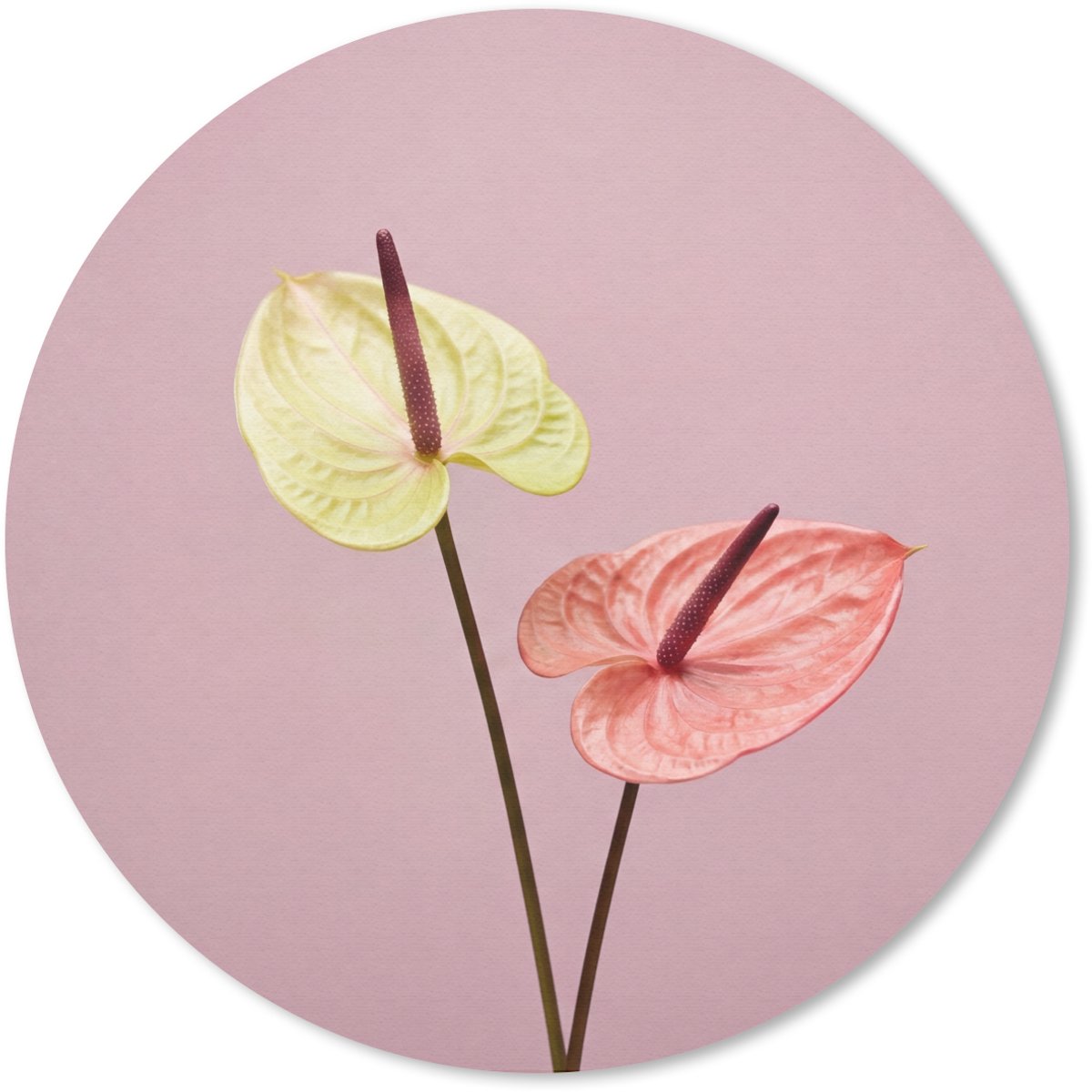 Muismat rond 40x40 cm - Mousepad Bloemen - Anthuriums - Geel - Roze - Ronde muismatten