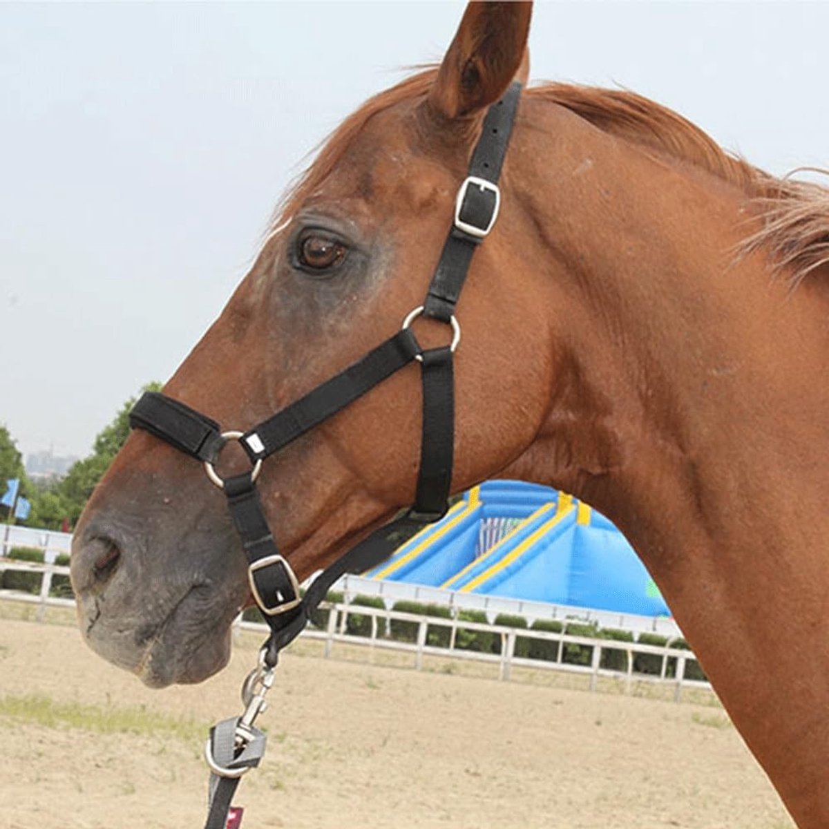 Jhubersproducts - Paardenhalster - Verstelbaar hoofdkraampje - Hoge dichtheid - Zwart - Paardrijaccessoires - Geschikt voor paarden van 1.45-1.85m - I