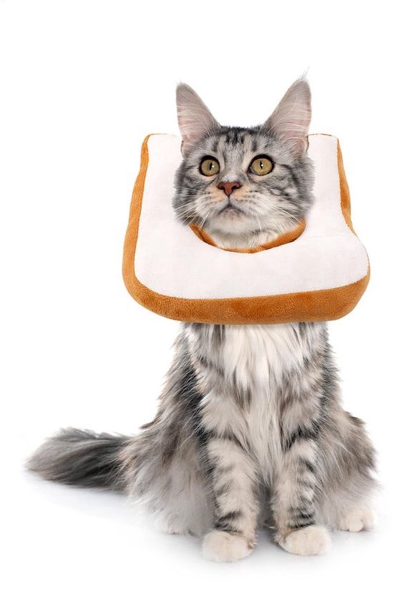 Kat Kraag Met Cone - Verstelbare En Lichte Kattenkraag Voor Herstel (M)