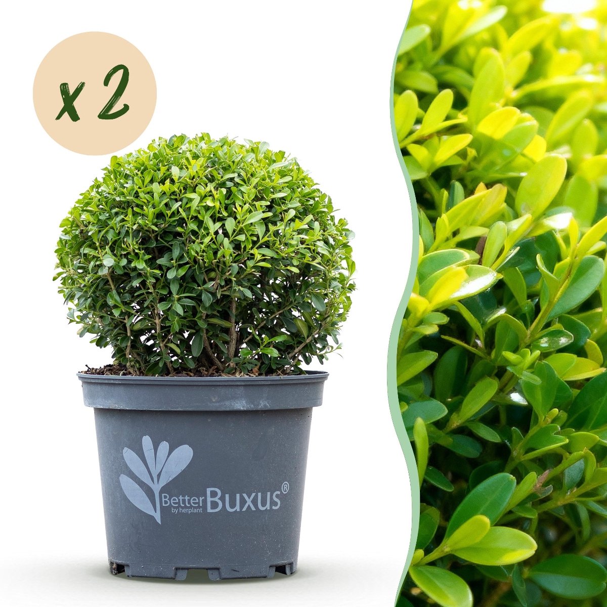 Green BoutiQ - Buxus Bol - BetterBuxus Skylight - Resistant Tegen De Buxus Schimmel - 2 Planten - Pot 23cm Bol 25cm