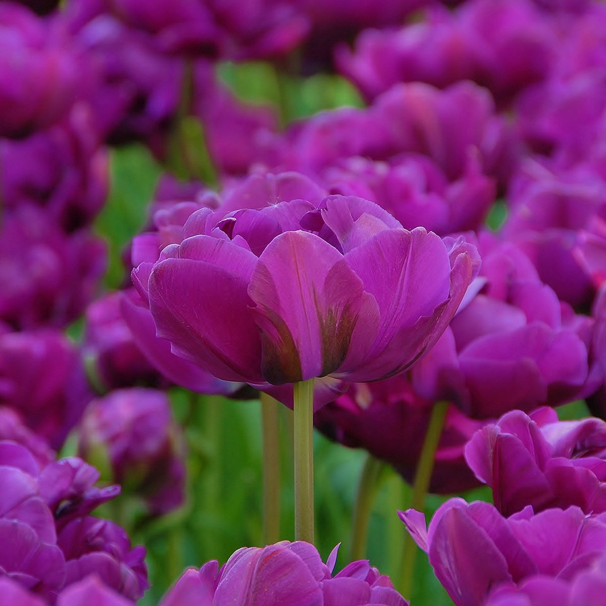 Tulp Negrita Double | 10 stuks | Dubbel laat | Paars | Tulpenbollen