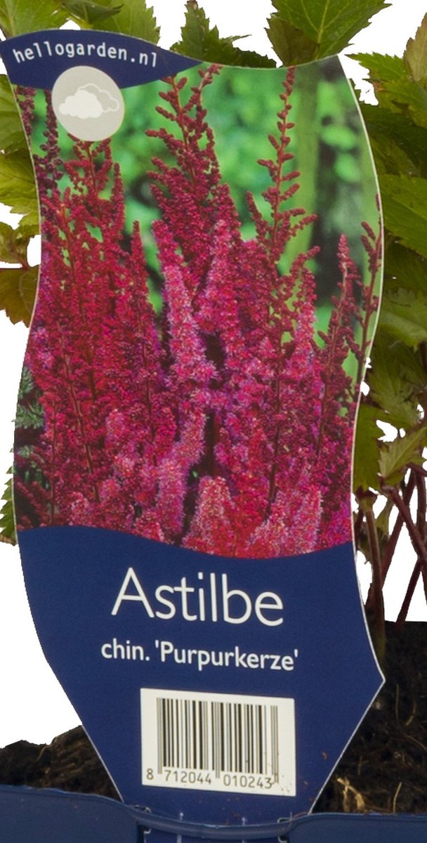Griffioen - Astilbe chin. 'Purpurkerze'