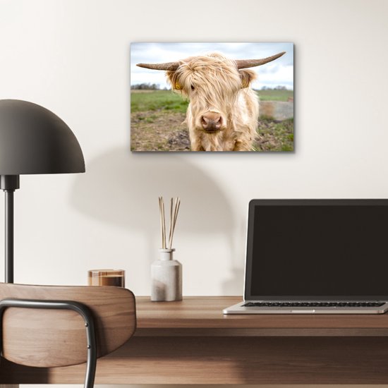 Highlander écossais de couleur Wit dans le pré Aluminium 30x20 cm - petit - Tirage photo sur aluminium (décoration murale métal)