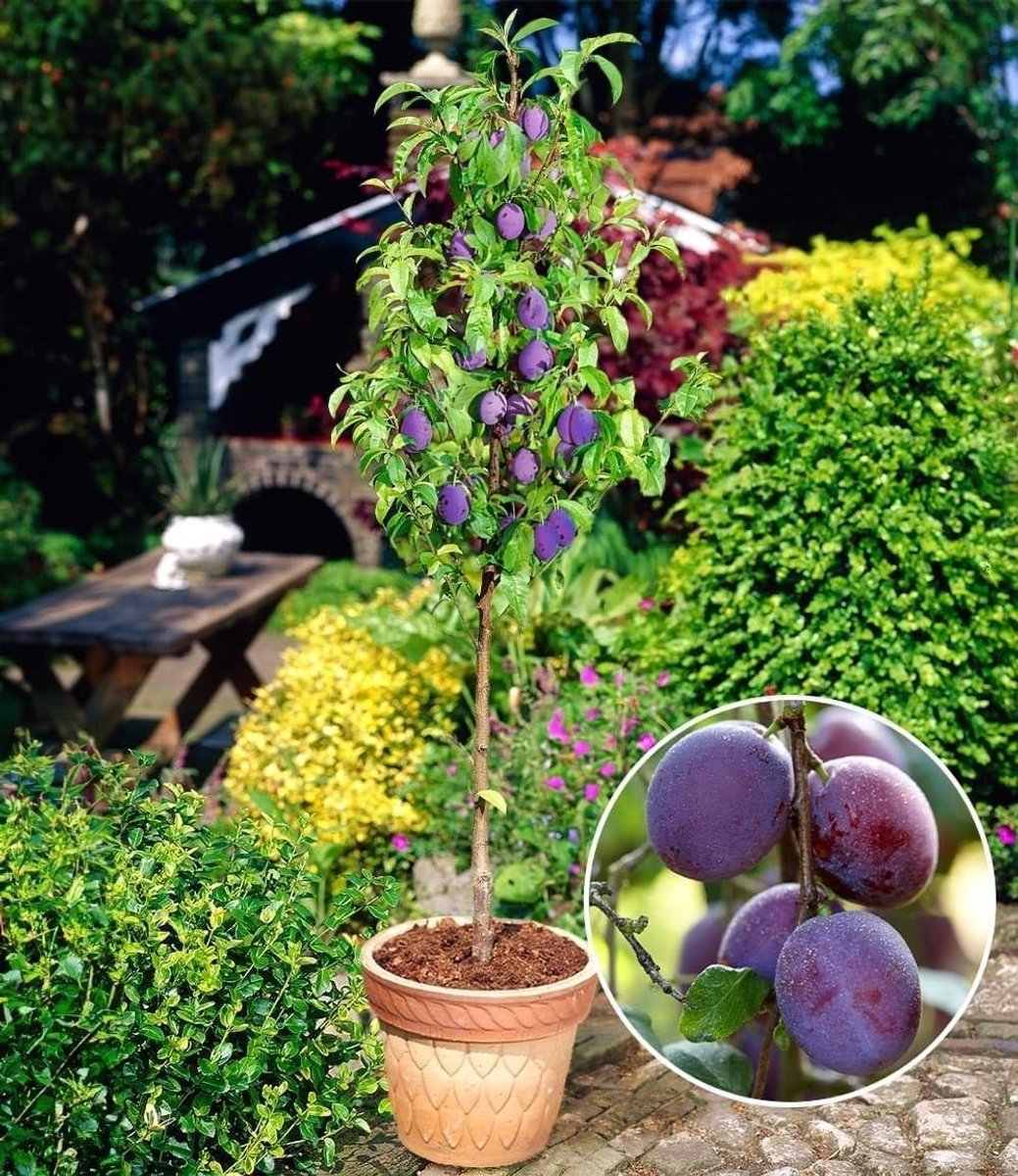 Zuilschoonboom 'Black Amber' - Compacte pruim - Kleine tuin - Zelfbestuivend - 50-60 cm hoog