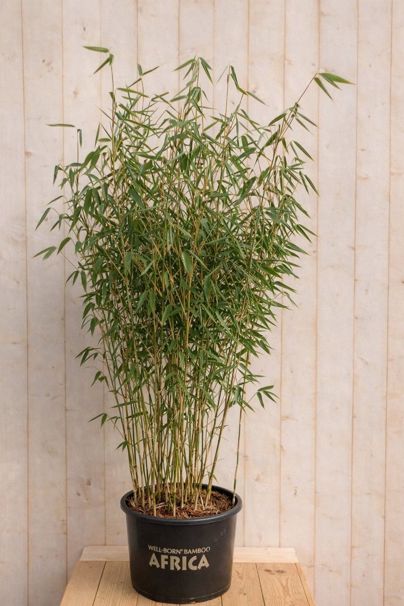 Warentuin natuurlijk - Bamboe Fargesia Blue Lizard 150 cm