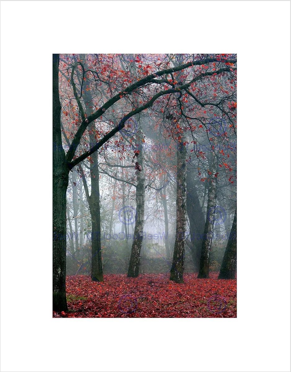 Natuur Bos Poster - Landschap Kunst Print - Muur Decoratie - Textured Canvas Papier - 30 x 41 cm - Natuurkleuren
