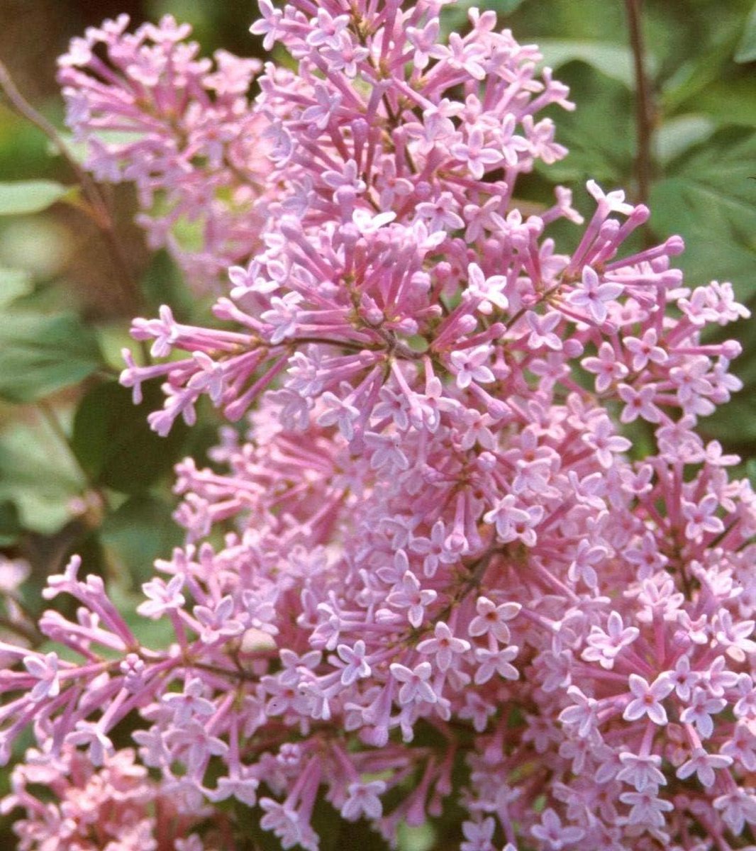 Sering Josee - Franse sering - Tuin decoratie - Compacte groeiwijze - 40-60 cm - Roze