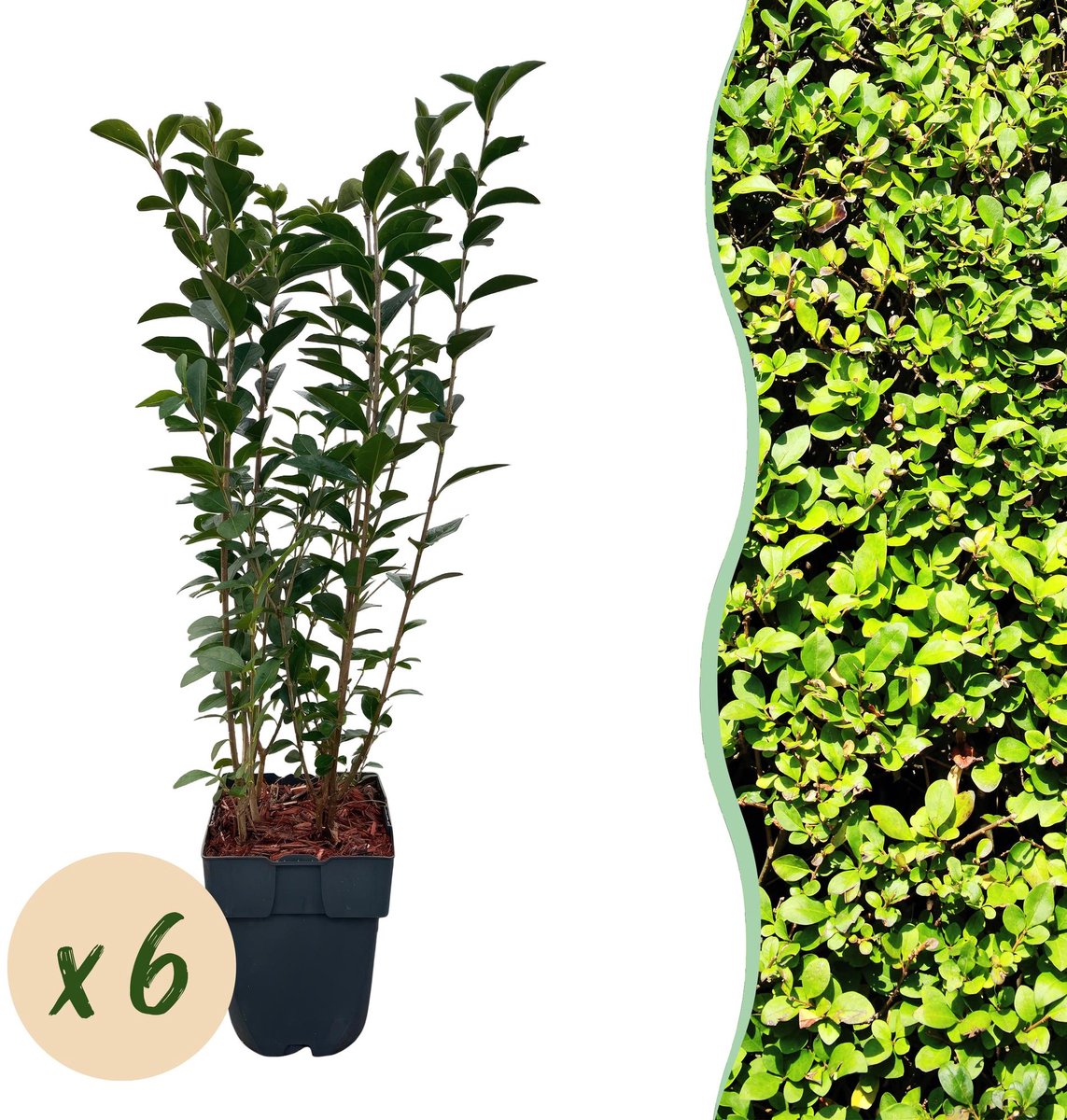 Green BoutiQ - Haagplanten - Ligustrum Ovalifolium - Blad Groen - 6 Planten - 1 Strekkende Meter - Groenblijvend - Pot 17cm Hoogte 55cm