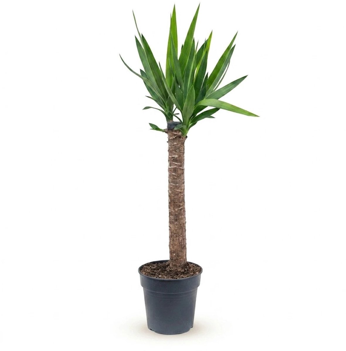 Yucca elephantipes stam S kamerplant