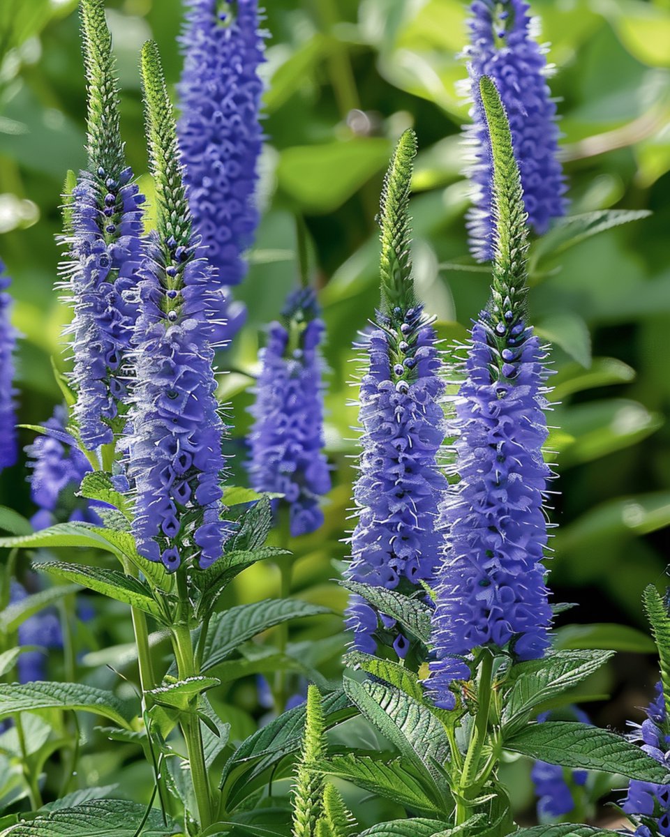 5 sets - Ereprijs Zaden Veronica Spicata Blauw Meerjarig