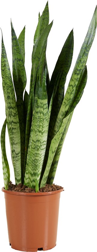 Bloomique - Sansevieria Zeylanica - Vrouwentong - Kamerplanten - Luchtzuiverend - Zeer Gemakkelijk te Verzorgen - Hoogte 70-90 cm - Pot 21 cm