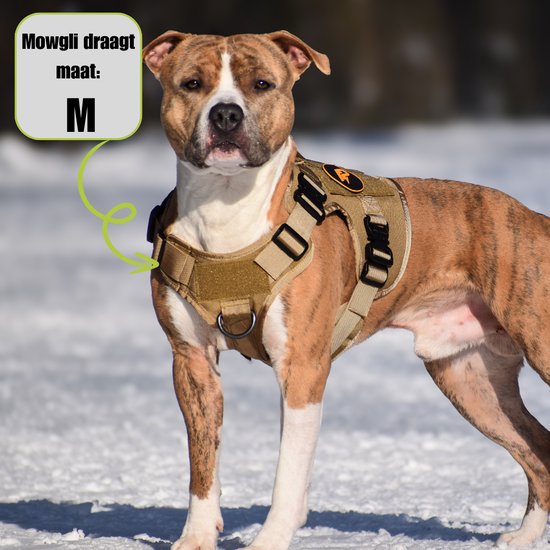 Gevlekte hond in zandkleurig hondentuigje in de sneeuw. Mowgli draagt maat M.