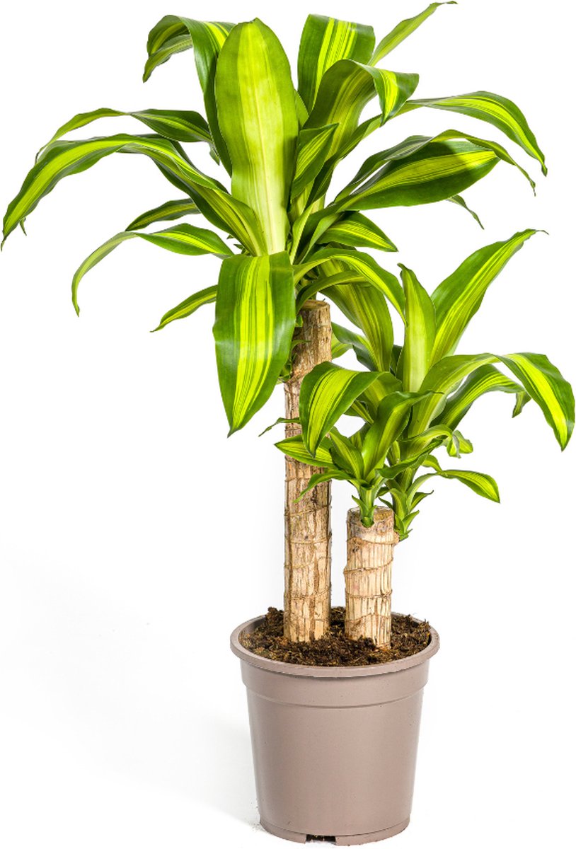 Plantenboetiek.nl | Dracaena Fragrans Massangeana - Ø19cm - 70-90cm hoog - Kamerplant - Groenblijvend