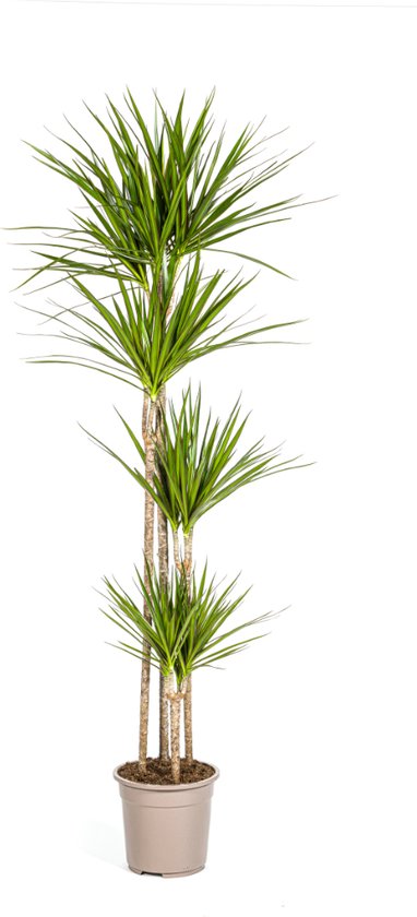 Plantenboetiek.nl | Dracaena Marginata Vert - Ø27cm - 180cm de haut - Plante d'intérieur - À feuilles persistantes