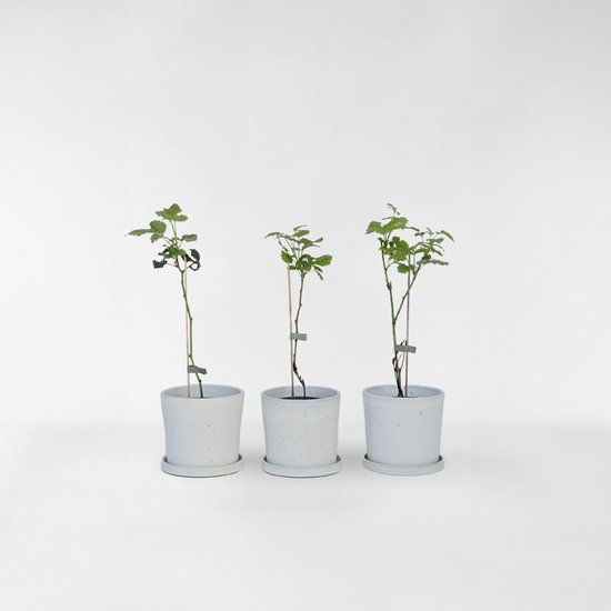 Drie jonge tayberry planten in witte potten op witte achtergrond.