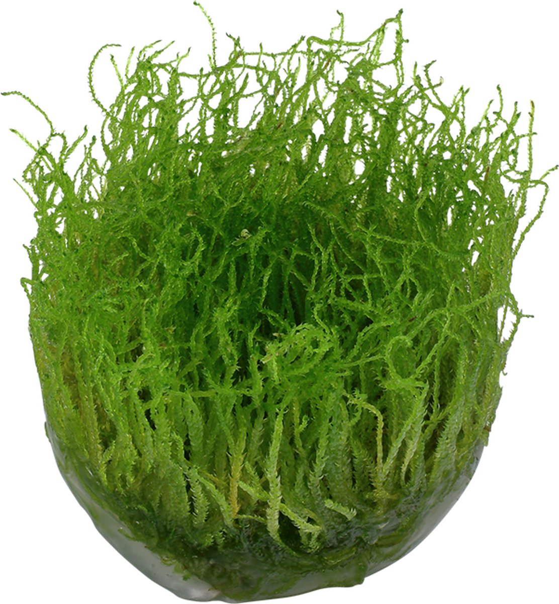EcoScape Taxiphyllum Barbieri | In vitro cup Waterplant
