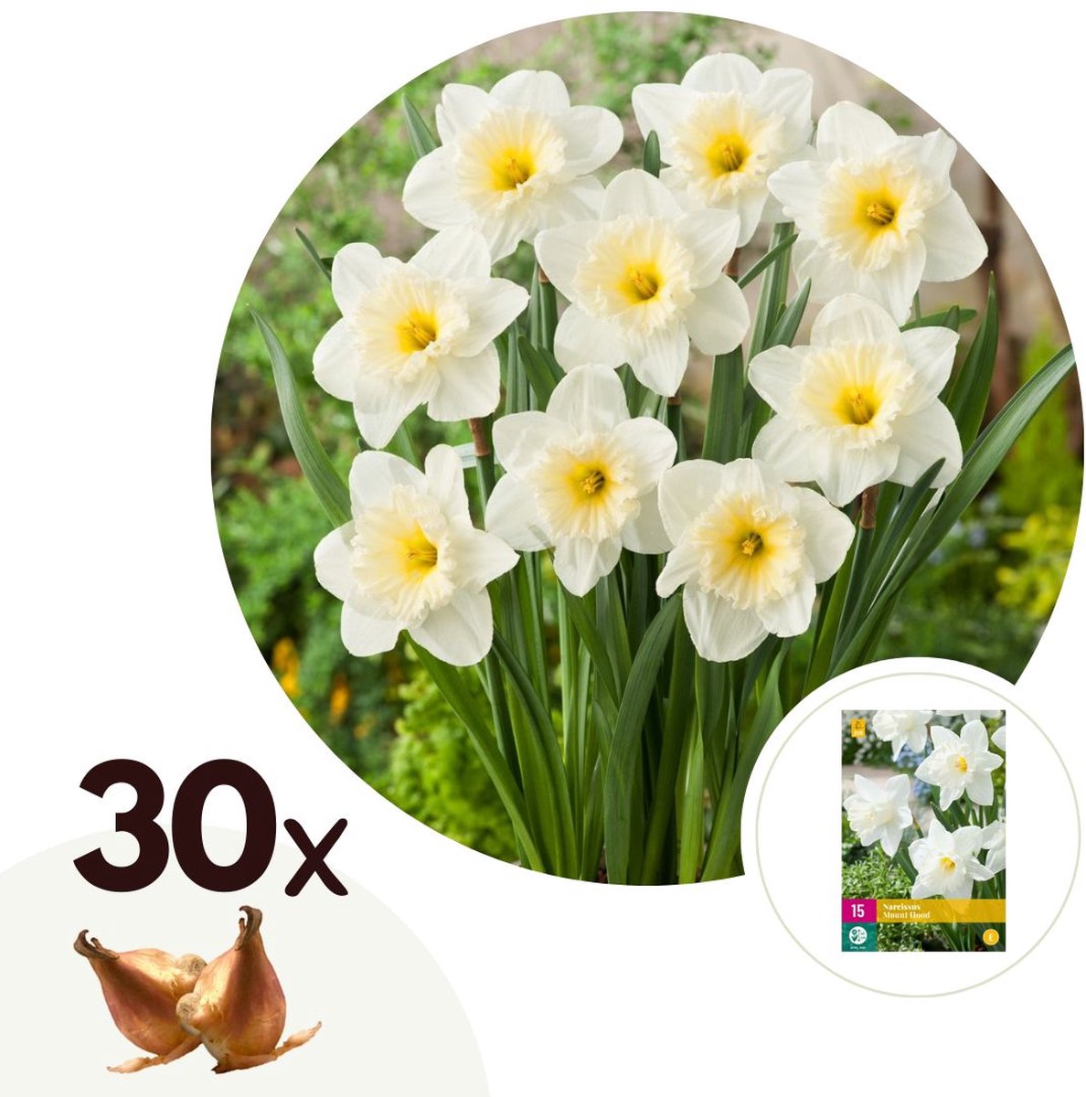 Plant in a Box - Narcissus Mount Hood x30 - Narcisbollen - Meerjarige winterharde bloembollen voor in de tuin, terras of balkon