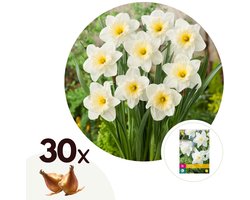 Plant in a Box - Narcissus Mount Hood x30 - Narcisbollen - Meerjarige winterharde bloembollen voor in de tuin, terras of balkon