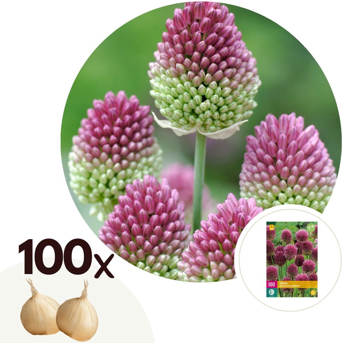 Plant in a Box - Allium Sphaerocephalon - Bloembollen x100 - Trommelstok - Bloembollen voor Tuin, Terras of Balkon