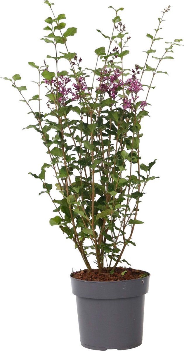 Plant in a Box - Syringa Bloomerang Dark Purple - Sering - Sierstruik - Pot 19cm - Hoogte 55-65cm